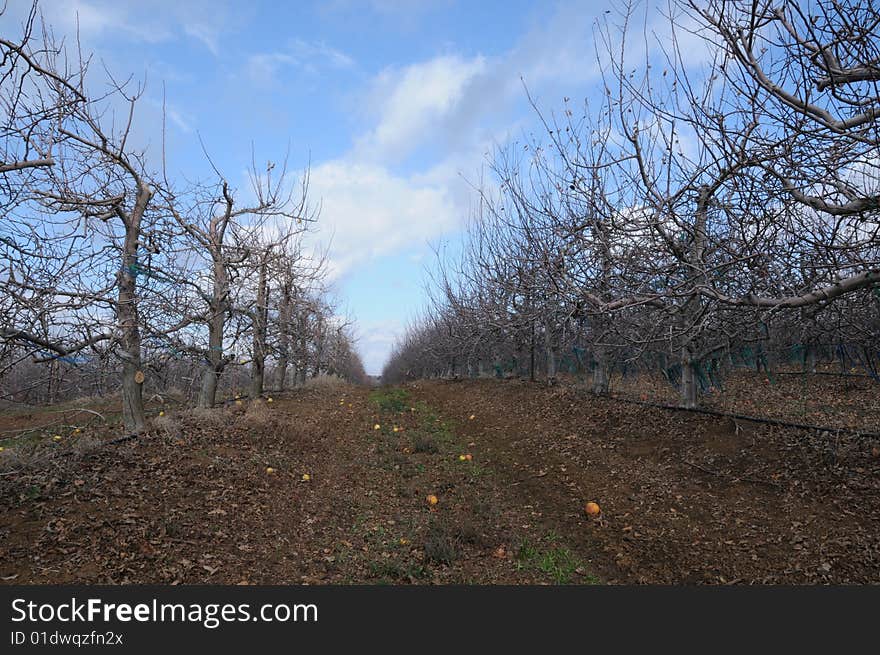 Orchard in autumn