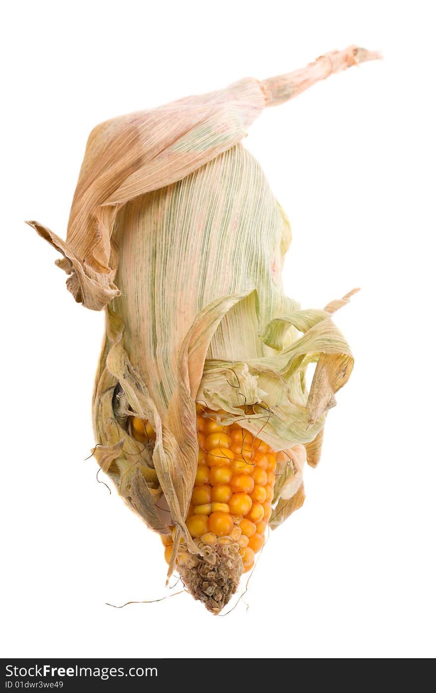 Dried corn isolated