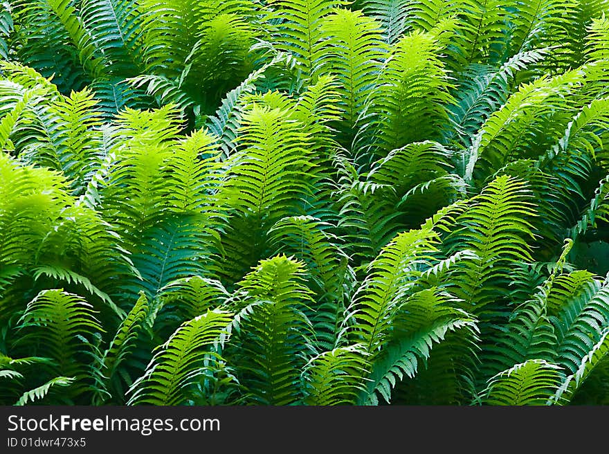 Massive fern leaves just unrolled in late spring. Massive fern leaves just unrolled in late spring