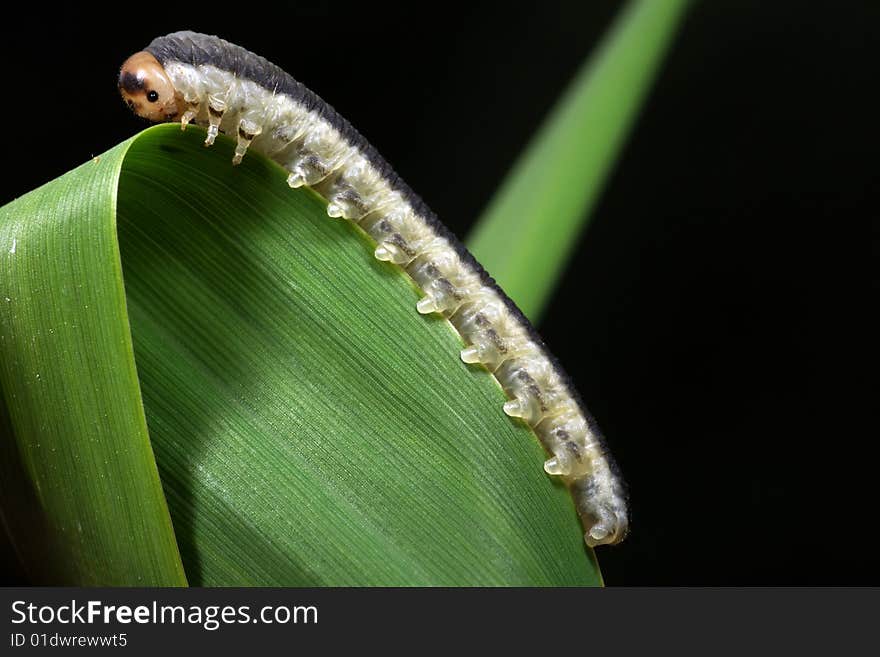 The caterpillar sits on the brink of green sheet on a black background