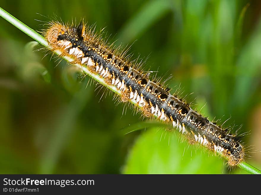 Caterpillar of the Drinker (night butterfly)