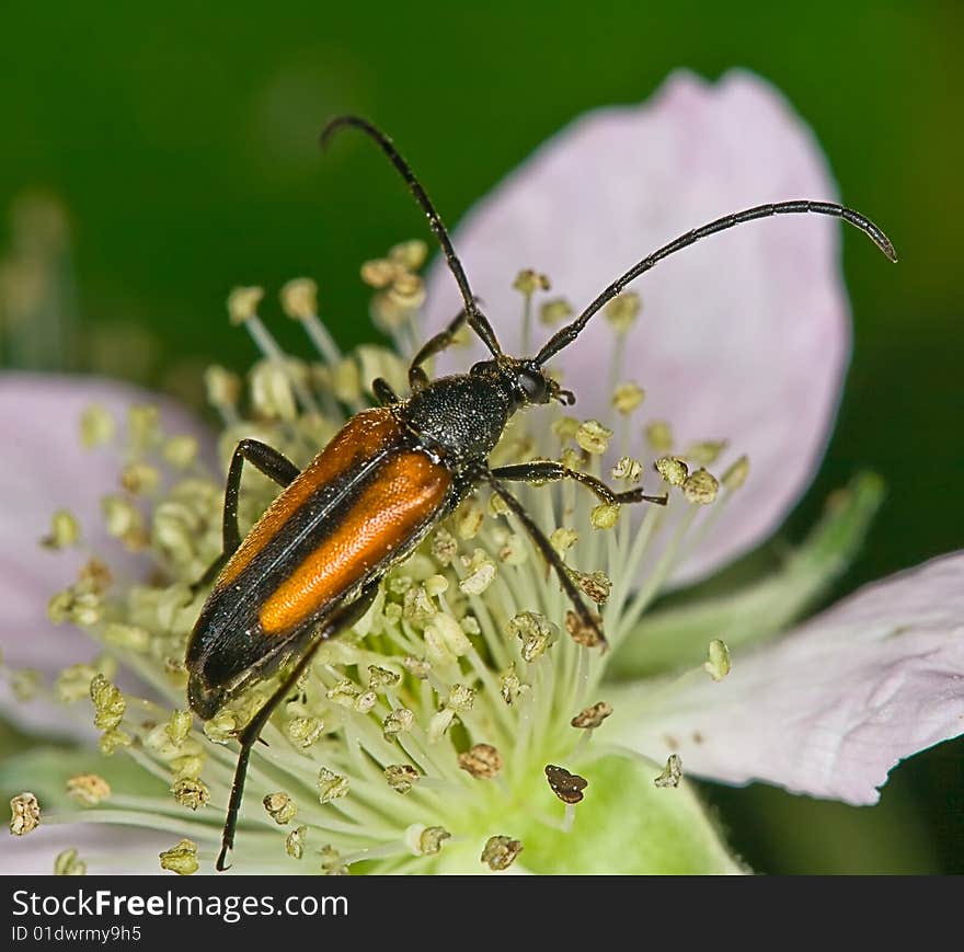 Black-striped longhorn beetle on a flower