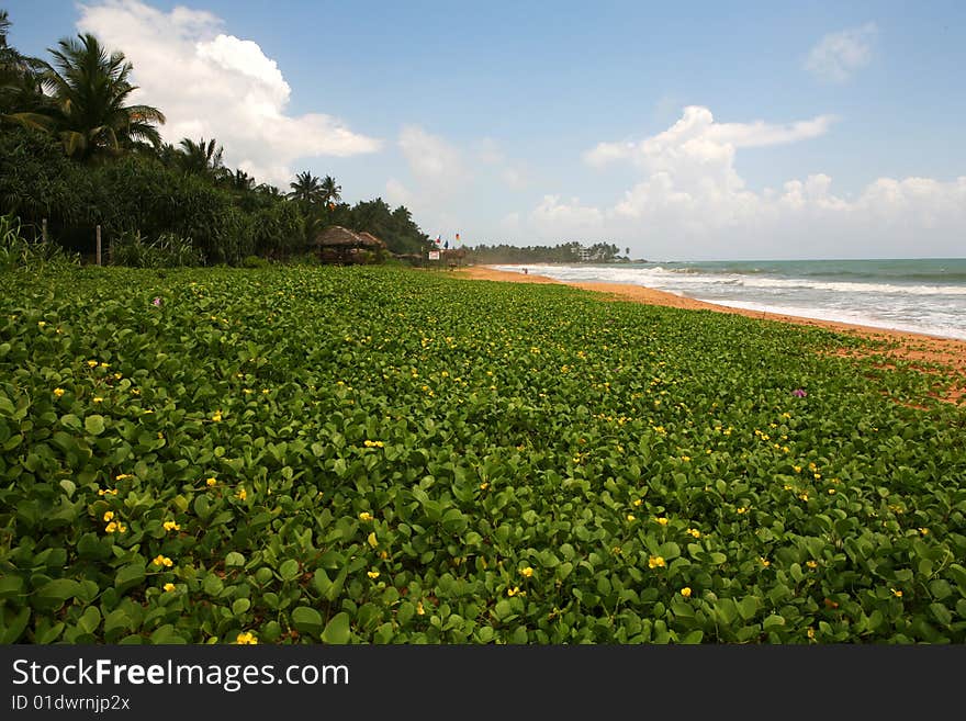 Coconut palms and yellow flowers on tropical island beach. Coconut palms and yellow flowers on tropical island beach