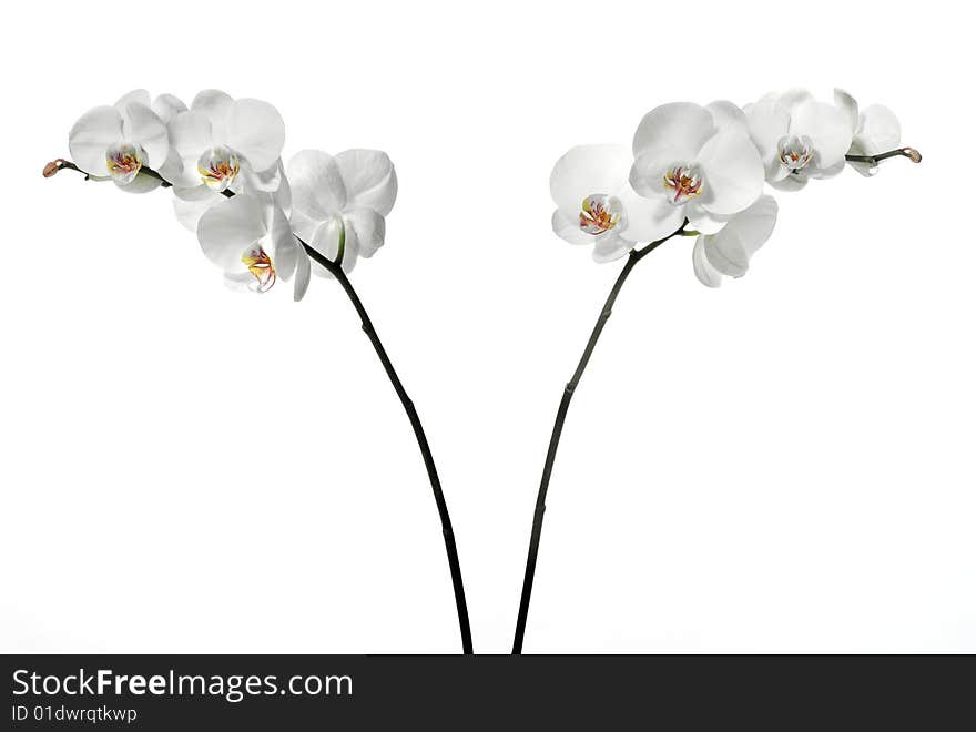 White orchid on white background