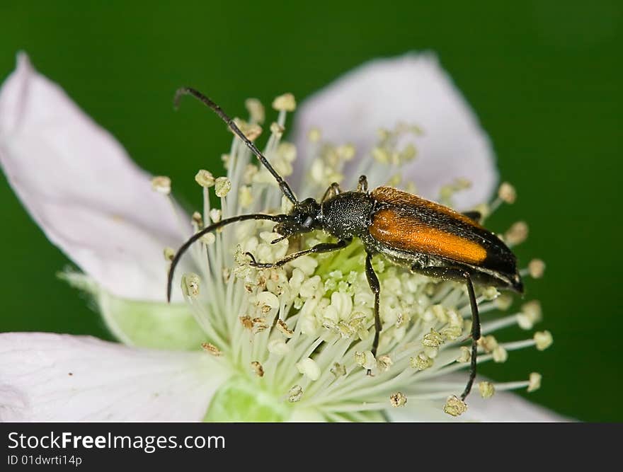 Longhorn beetle