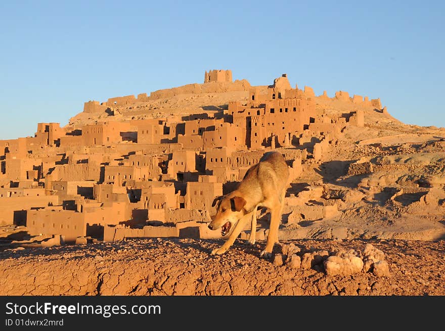 Ait BenHaddou with the wild dog in the foreground photographed at dawn. Ait BenHaddou with the wild dog in the foreground photographed at dawn