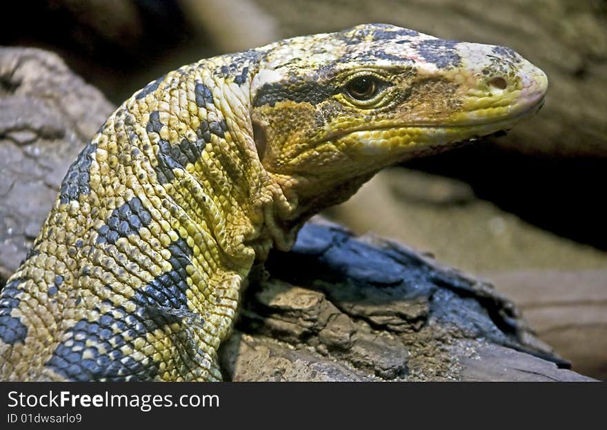 Water monitor. Latin name - Varanus salvator. Water monitor. Latin name - Varanus salvator