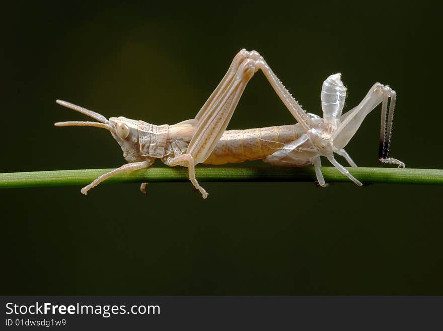 The grasshopper dumps a skin (fades). A black background.