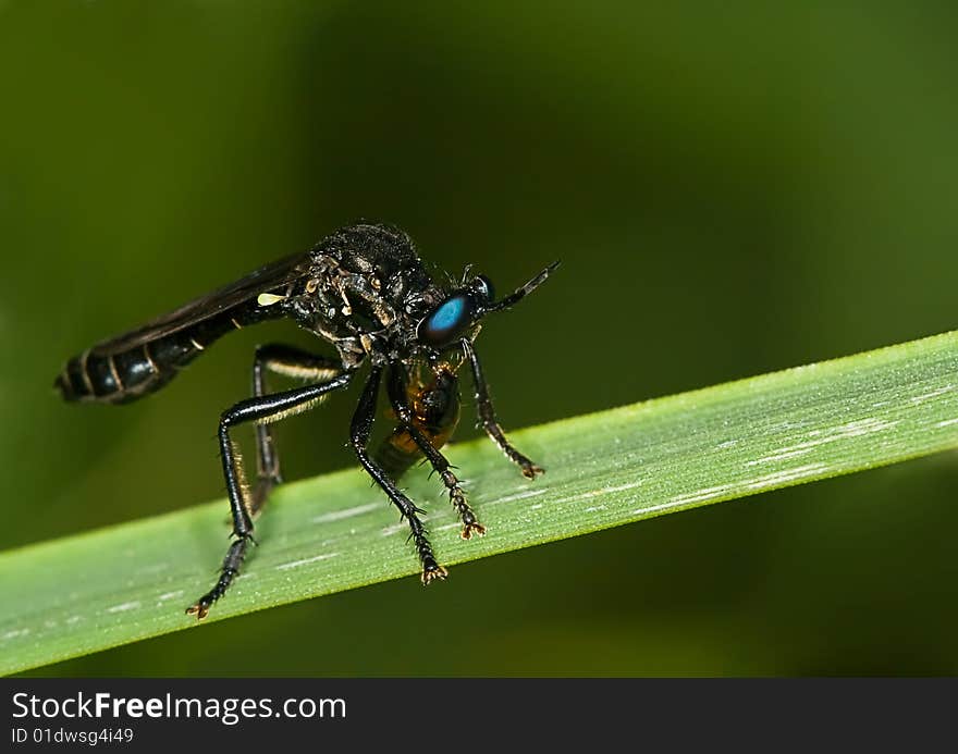 A blue-eyed predator fly eating a prey. A blue-eyed predator fly eating a prey