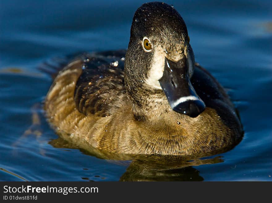 Ring Necked Duck