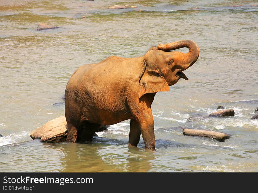 Single big elephant taking bath in river