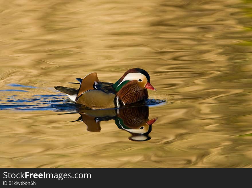 Male Mandarin Duck Swimming in Water Reflecting Complementary Colors