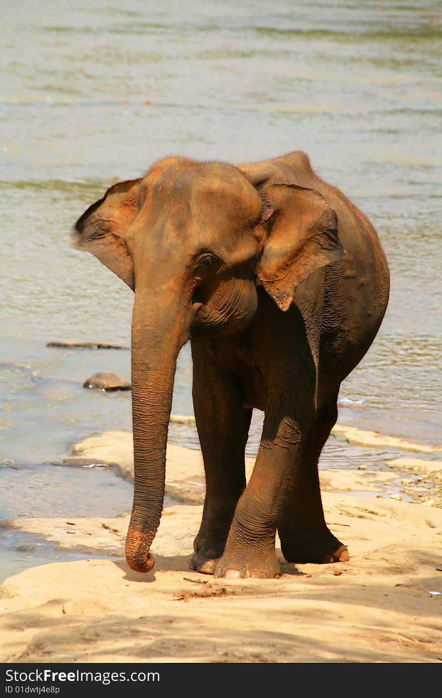 Single big elephant taking bath in  river