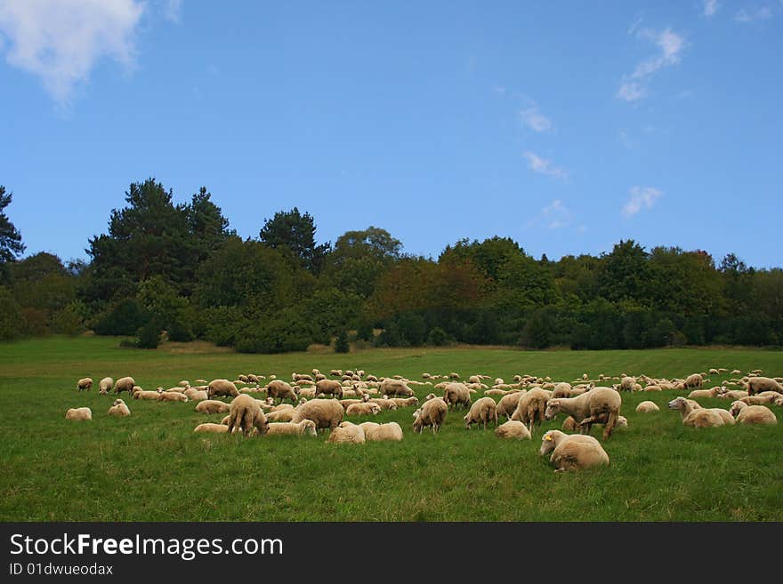 Lot of sheep on a beautiful green pasture