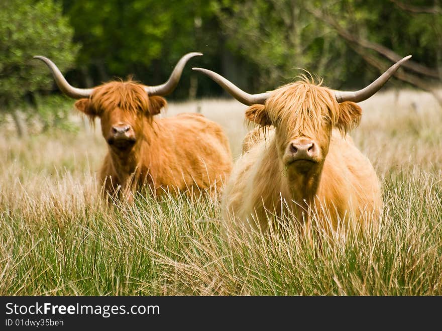 Highland Cattle