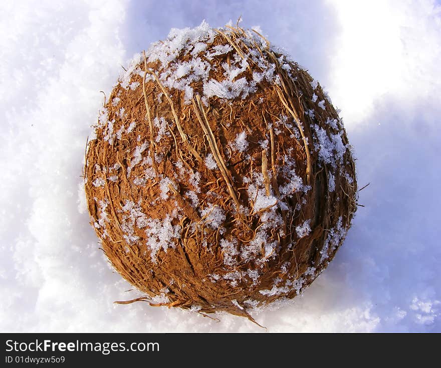 Coco nut in the snow