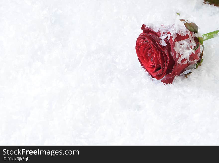 Red rose isolated on the white snow background