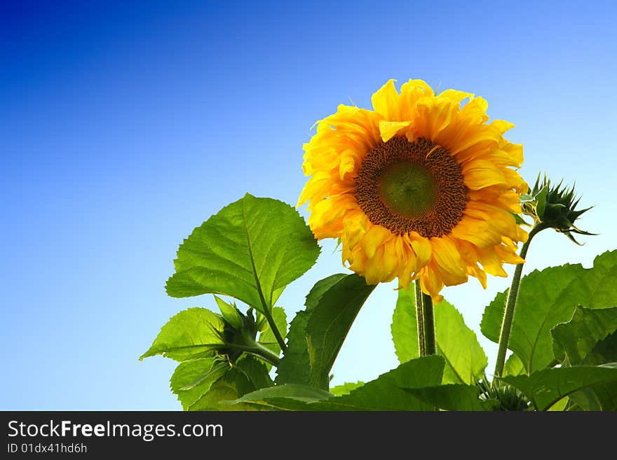 Single yellow sunflower on blue sky