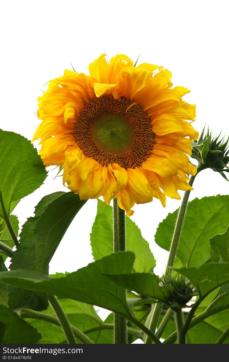 Single yellow sunflower isolated on white