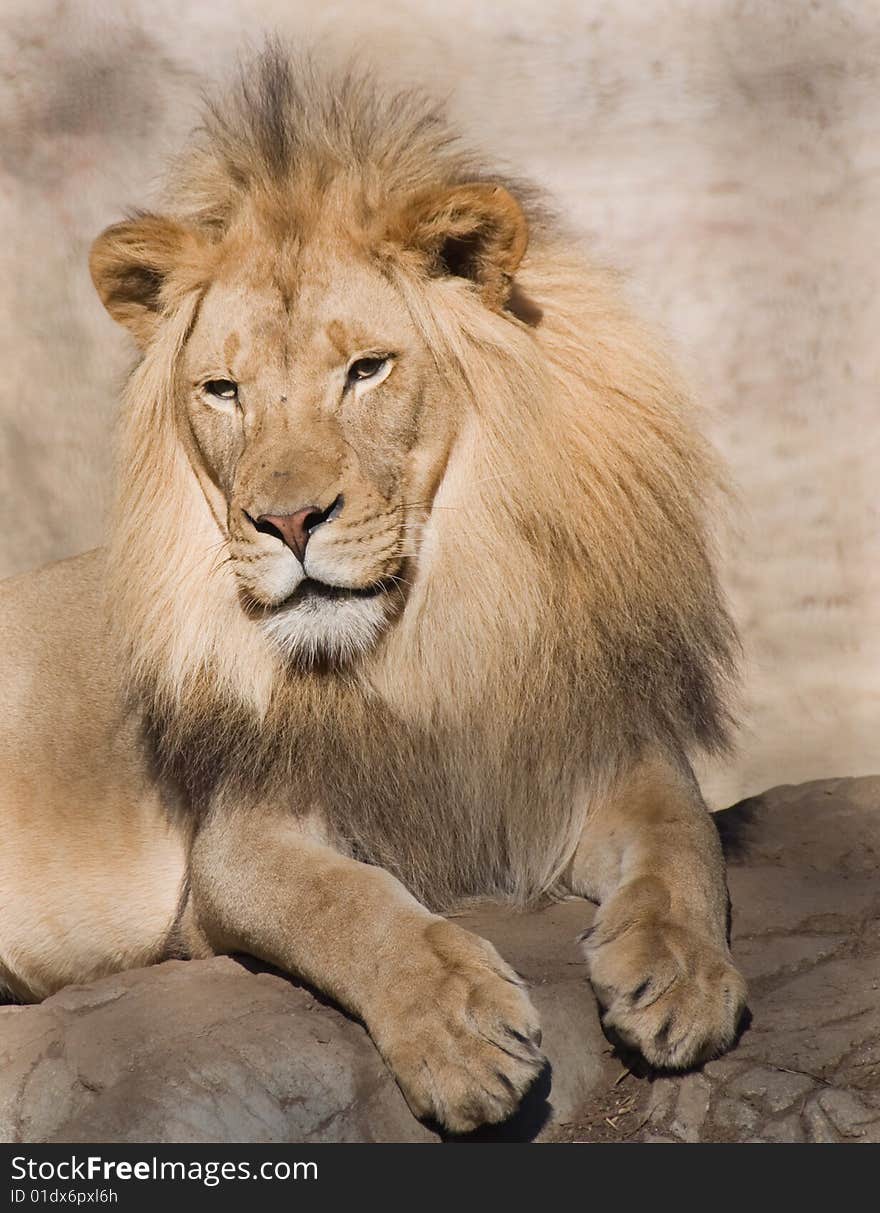 African Lion