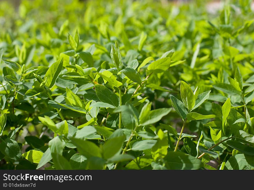 Spring leafs with dof effect. Spring leafs with dof effect