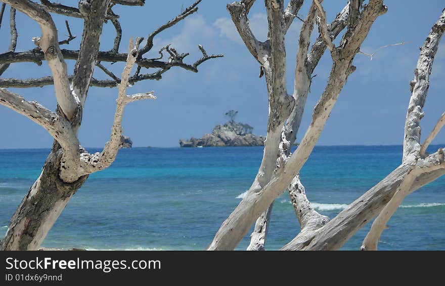 Branches and Tropical Island