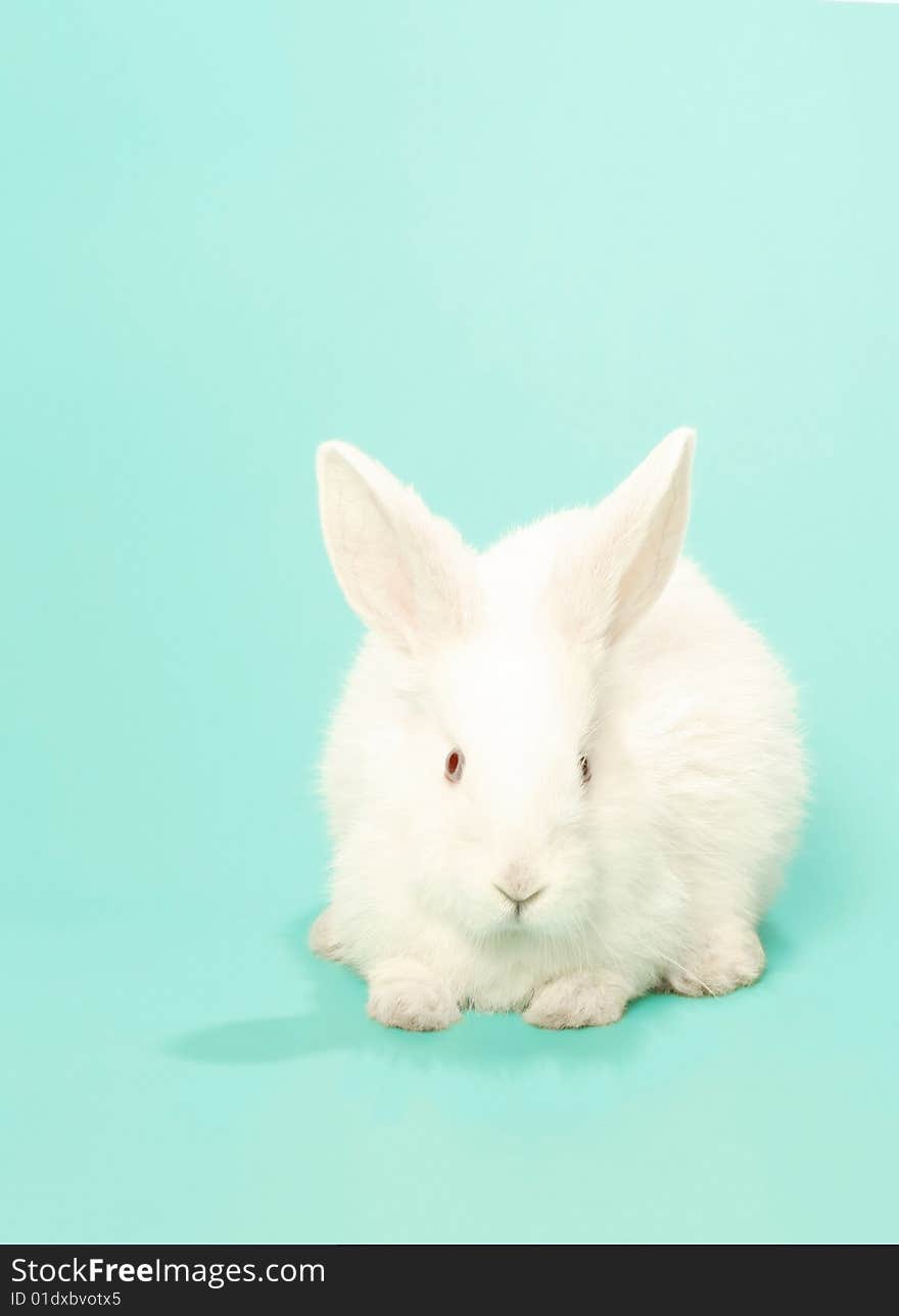 White rabbit on turquoise background. White rabbit on turquoise background