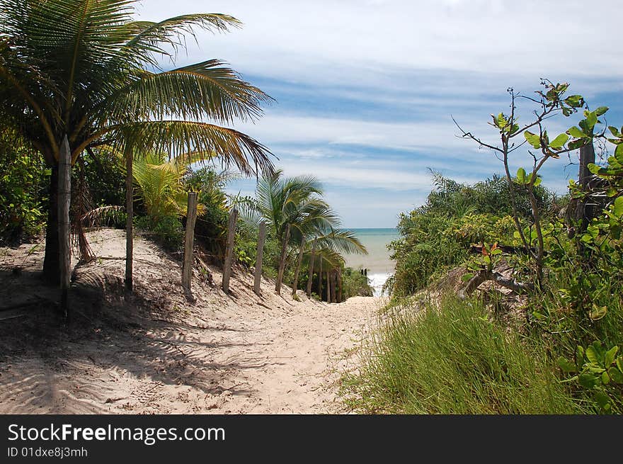 The beach way in a wild place of brazilian northeast.