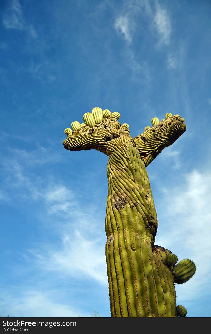 A crested Saguaro Cactus isolated with the sky. A crested Saguaro Cactus isolated with the sky.