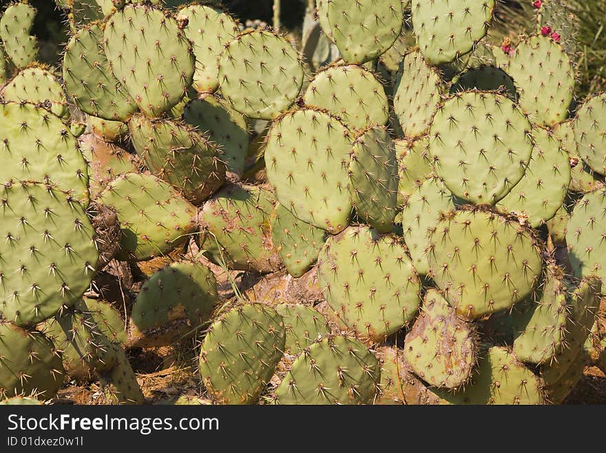 Cactus background - perfect as botanic background