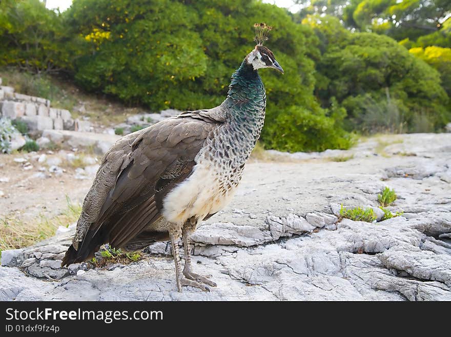 Beautiful Peacock