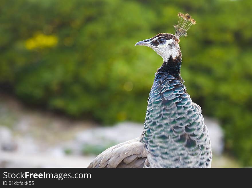 Beautiful peacock