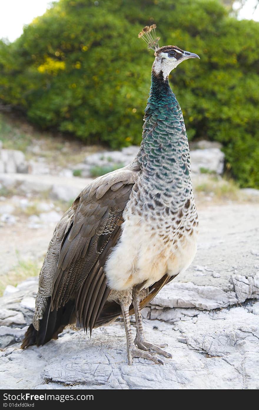 Beautiful peacock