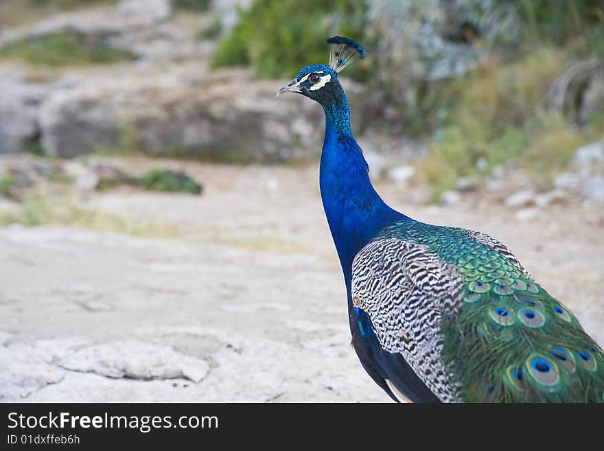 Beautiful Peacock