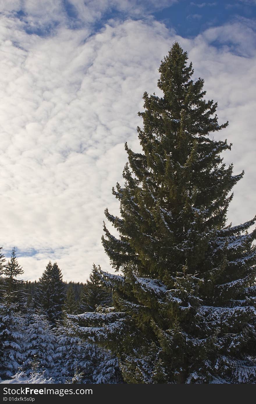 Winter landscape, mountains and trees