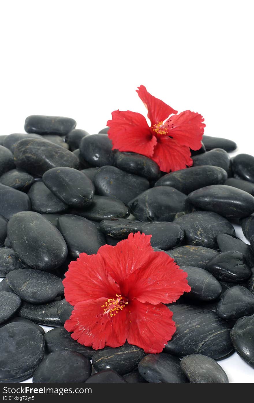 Red flower bloom spa stone background abstract nature. Red flower bloom spa stone background abstract nature