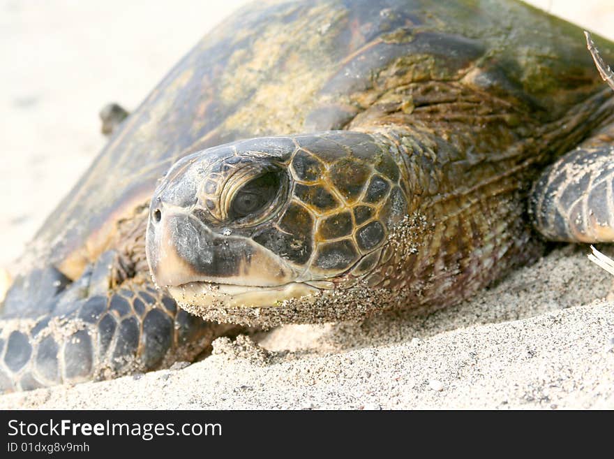 A sea turtle crawls along the beach. A sea turtle crawls along the beach.