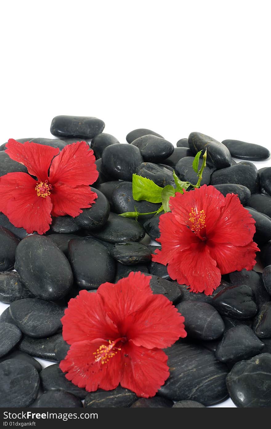 Red flower bloom spa stone background abstract nature. Red flower bloom spa stone background abstract nature