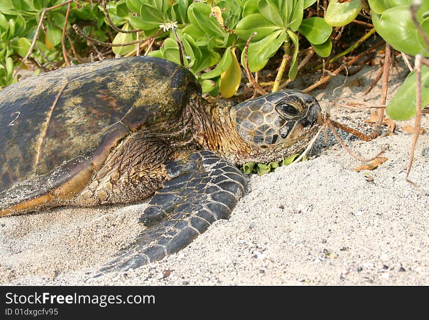 A sea turtle crawls along the beach. A sea turtle crawls along the beach.