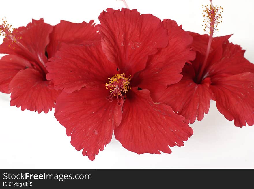 Red flowers against white background