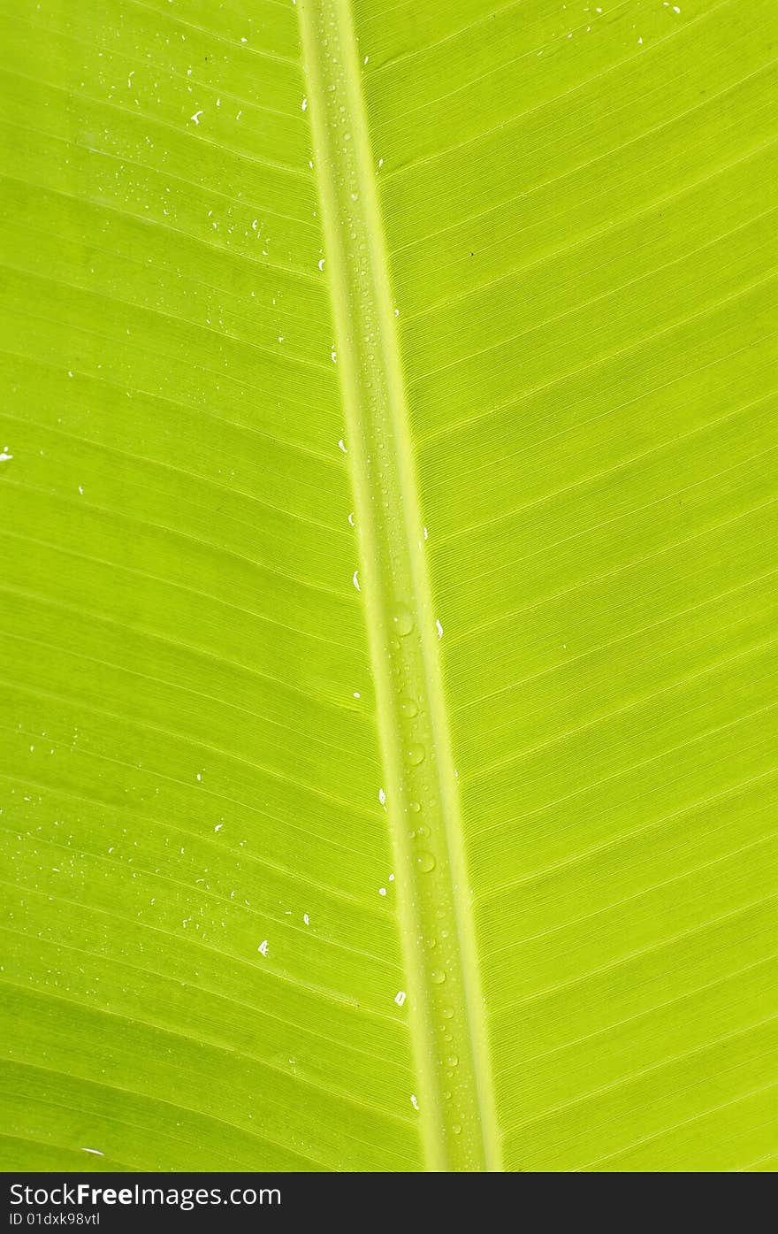 Lovely closeup of a green leaf