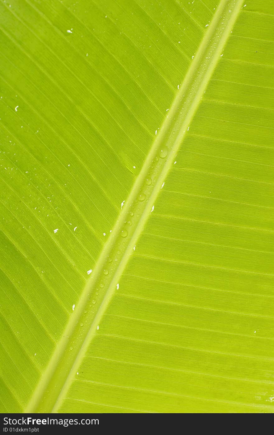 Lovely closeup of a green leaf