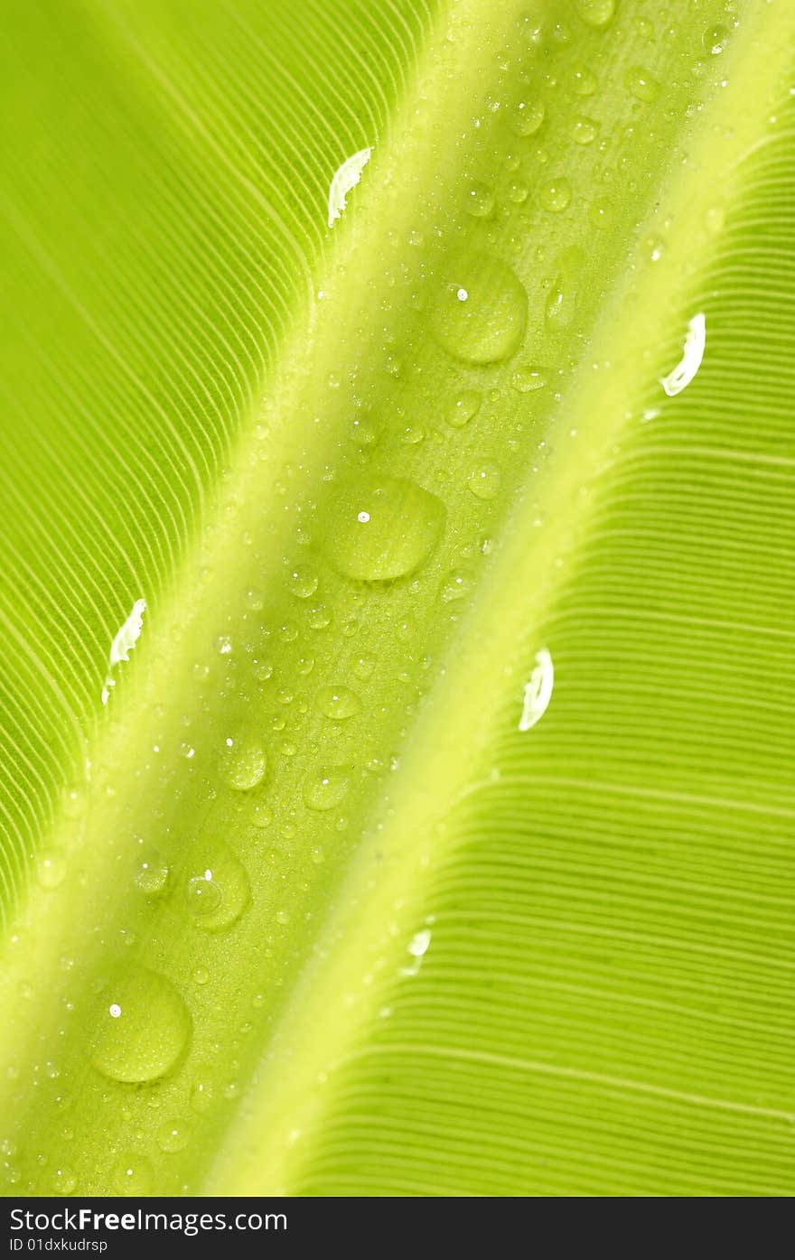 Lovely closeup of a green leaf