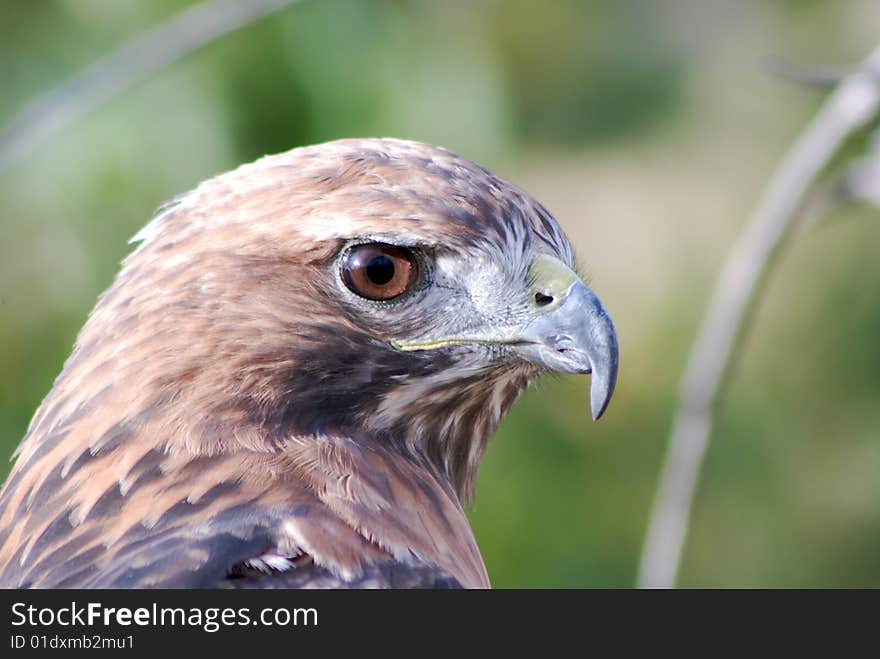 Red Tail Hawk