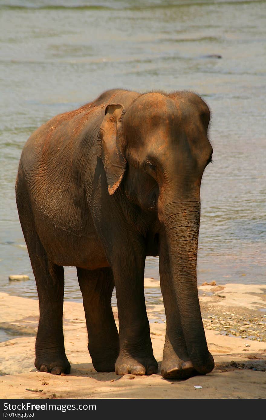 Single big elephant taking  bath in  river