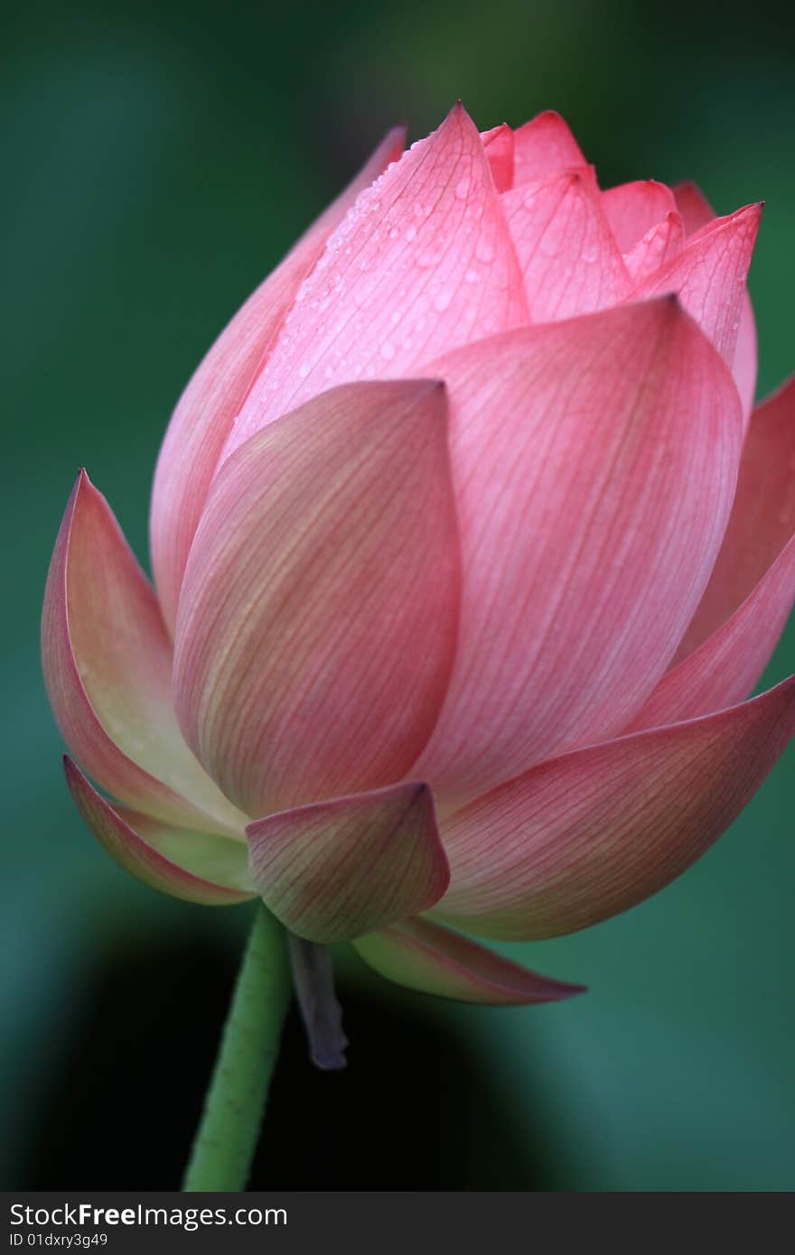 Lotus