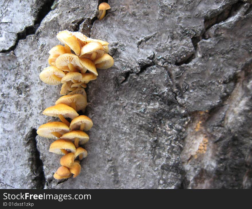 A stack of mushrooms on a tree