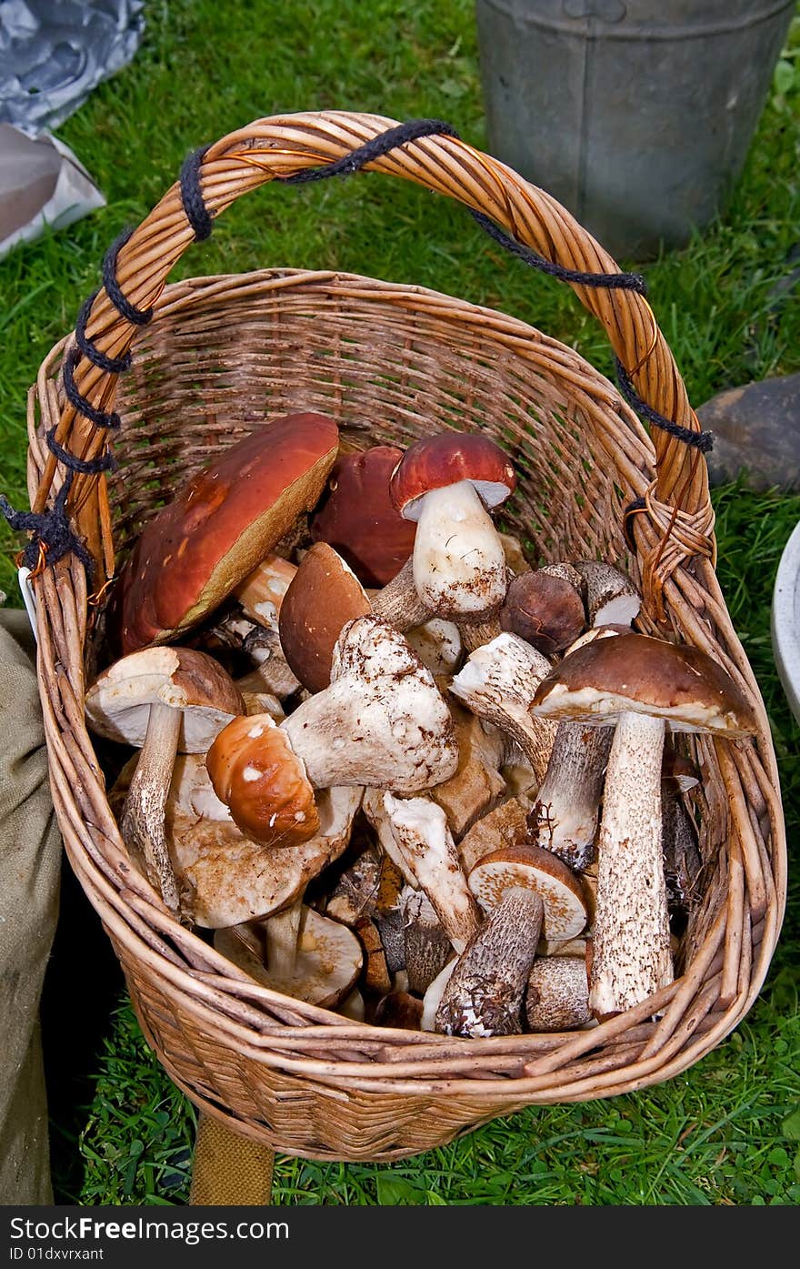 Solitary mushroom in autumn wood. Solitary mushroom in autumn wood