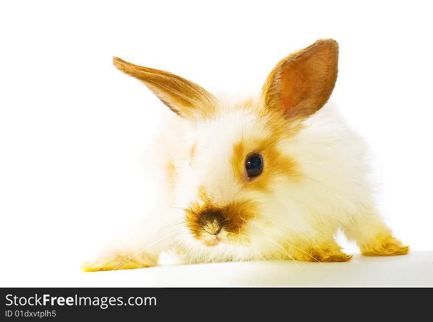 Rabbit on white