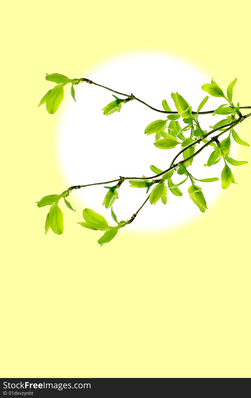 Spring branch frame isolated on white